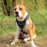 Stylish Staffordshire Bull Terrier Leather Dog Harness
